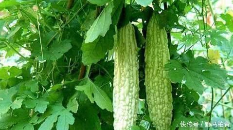 豆类|一旦查出高血压,再不喜欢也要吃“它”,血管通畅,血压更稳定