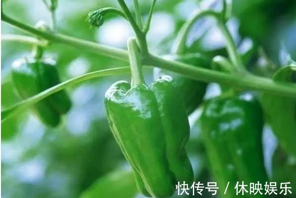 青椒|青椒和此物一起炒,女性常吃,斑点淡了,大肚子平了,脸色红润