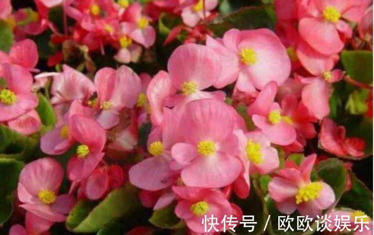 庭院|此花超漂亮,沾土就活,开花又大又艳,养庭院,十里飘香