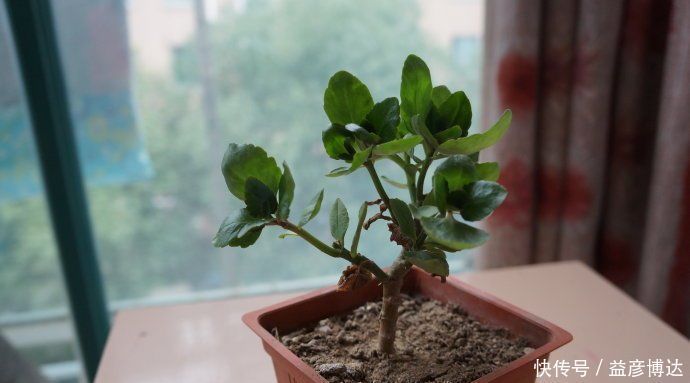 养这种花别心疼,天热时剪一剪,很快就爆盆,花期一到开满盆