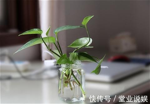 夏天那些水培的花，可以往土里栽了，秋天坐等长爆盆！