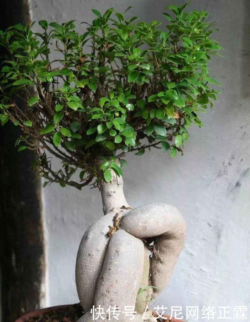 新手养护盆景的几个入门技巧,多花功夫才能养好