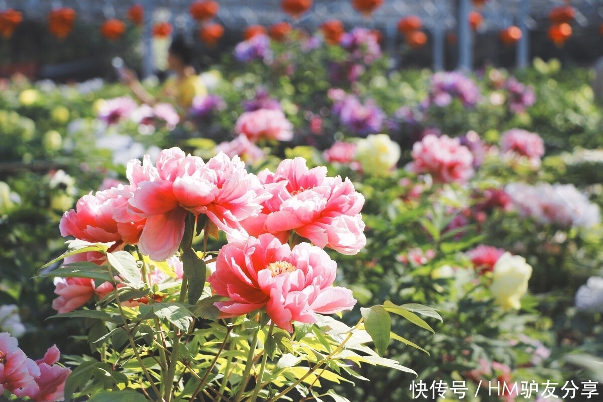 中年|春天最适合小住三五天的12个地方,错过这些美景,又要等一年