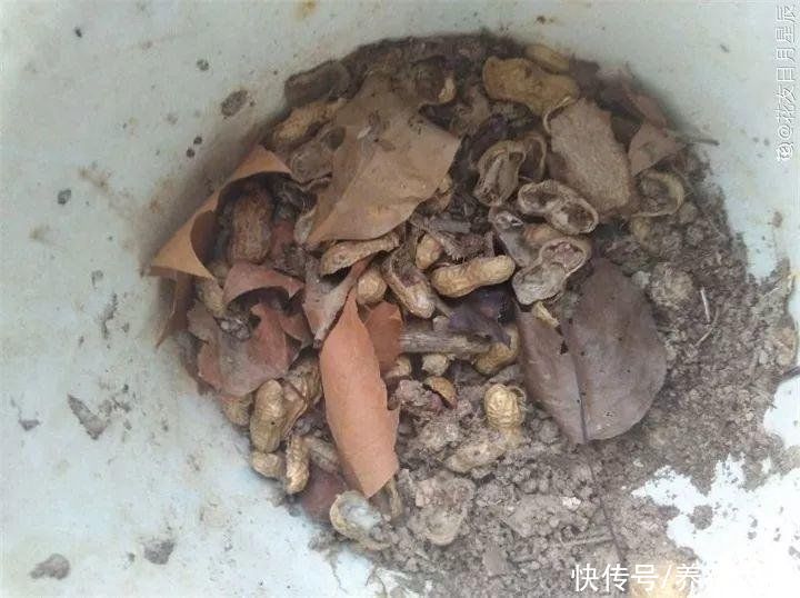 换盆用它垫盆底，养花效果非常好，花卉越长越旺盛