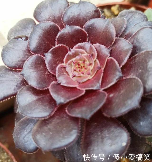 多肉有4个表现,证明已经“苏醒”,浇水施肥要跟上