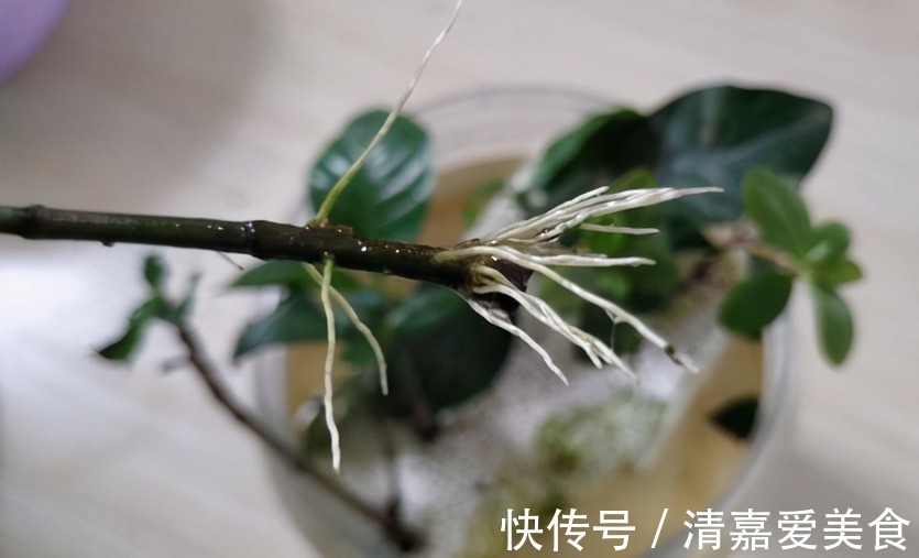 没有生根粉,扦插育苗不用怕,拿这3样水泡泡,效果一样