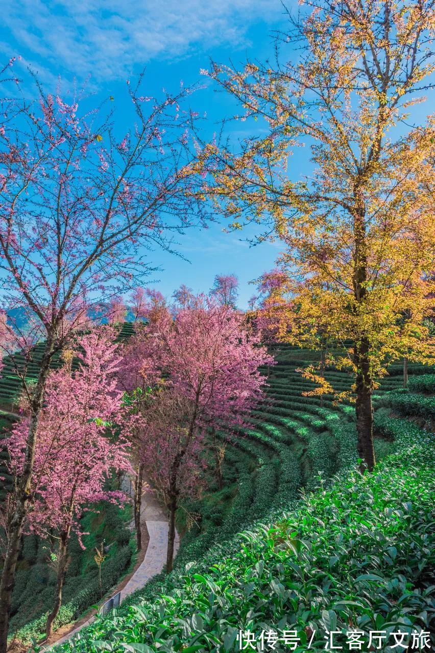 樱花|无量山，云南冬日里一场限定的浪漫！