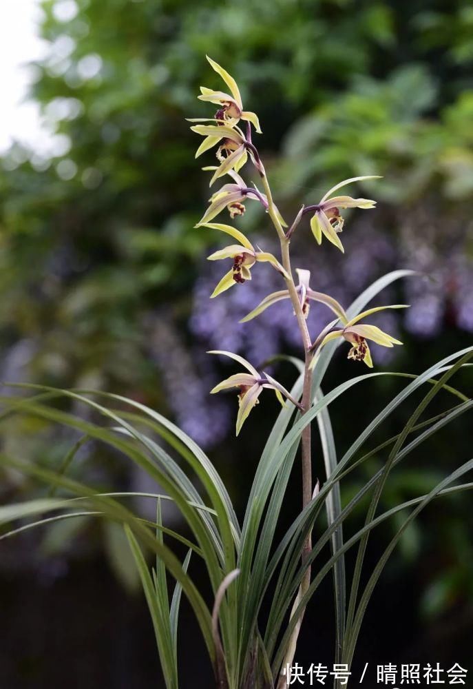 兰花|兰花可以用复合肥吗?季节、方法、种类,这3者缺一不可