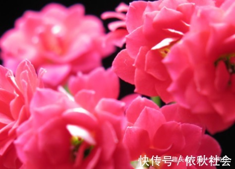 有钱人的养花秘诀！这三种绿植可以招财进宝，怪不得那么有钱