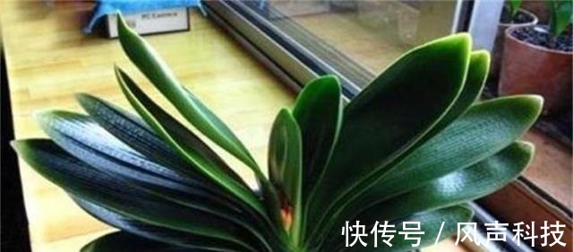 养君子兰别整那些虚的!这么养,叶片绿油油,一年开2次花!