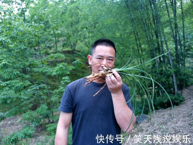 比松树皮更好的兰花植料，生根快、发芽壮，更适合兰菌滋生