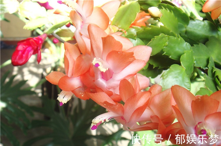 养蟹爪兰,3个小动作,蟹爪兰疯狂冒花苞,爆开满树花!