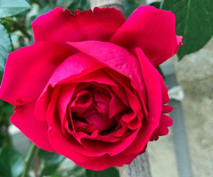 盘点最受欢迎的24种月季花，长得快、开花多，养了会上瘾！