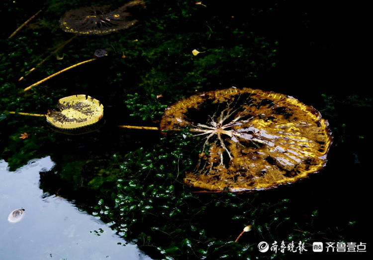 季节更替，大明湖王莲谢幕！生命尽头气势不减，别有韵味|情报站| 大明湖