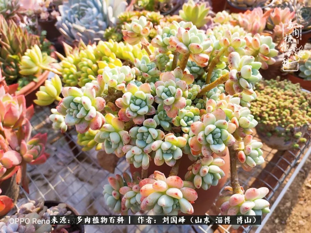 贵的不一定是对的，你的多肉究竟值多少钱附冬季养护攻略！