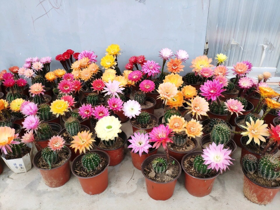 天气太热,养6种别乱浇水,浇得多死得快,难怪一浇就烂根