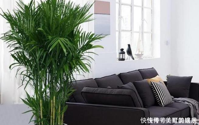 这4种花可以养出“富贵命”,寓意平平安安,聪明的家长都在养