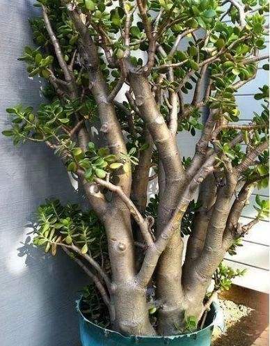 老桩|10月玉树“剪光头”,20天冒出“一堆”新芽,变成老桩超漂亮