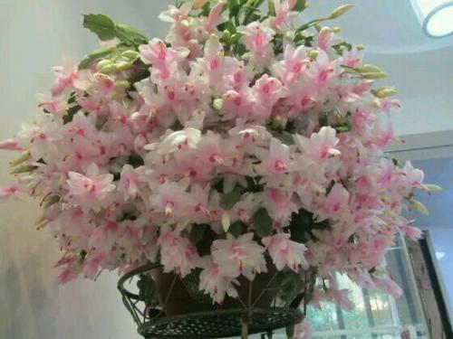 此3种花，越浇水死得越快，没准你家就有一盆！