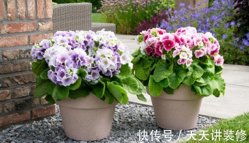 开花期|新人养花很容易上手的报春花，盆栽注意5点，开花又多又美