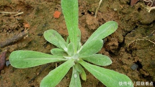 野外|野外的这种野草你见过吗?竟然可以治疗这么多种病!