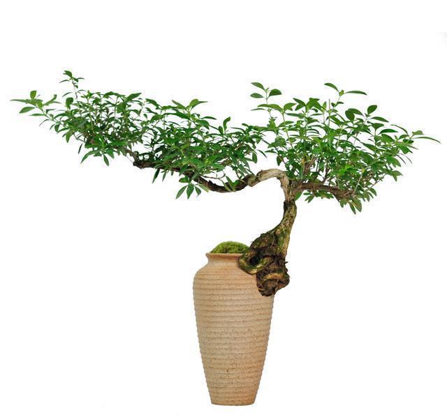 树桩盆景树干的表面造型及方法