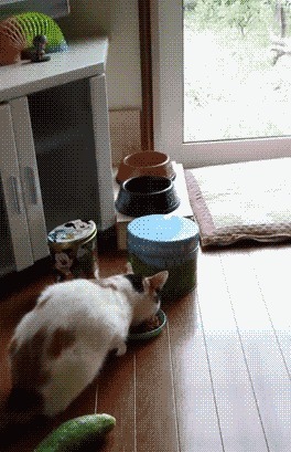 |GIF搞笑趣图:狗狗你躲在这里干什么,这不是滥竽充数吗?