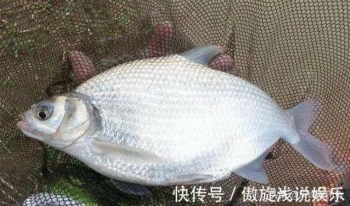 你们还在认为八九斤的那是鳊鱼吗?正确区分鲂鱼,鳊鱼的方法在这