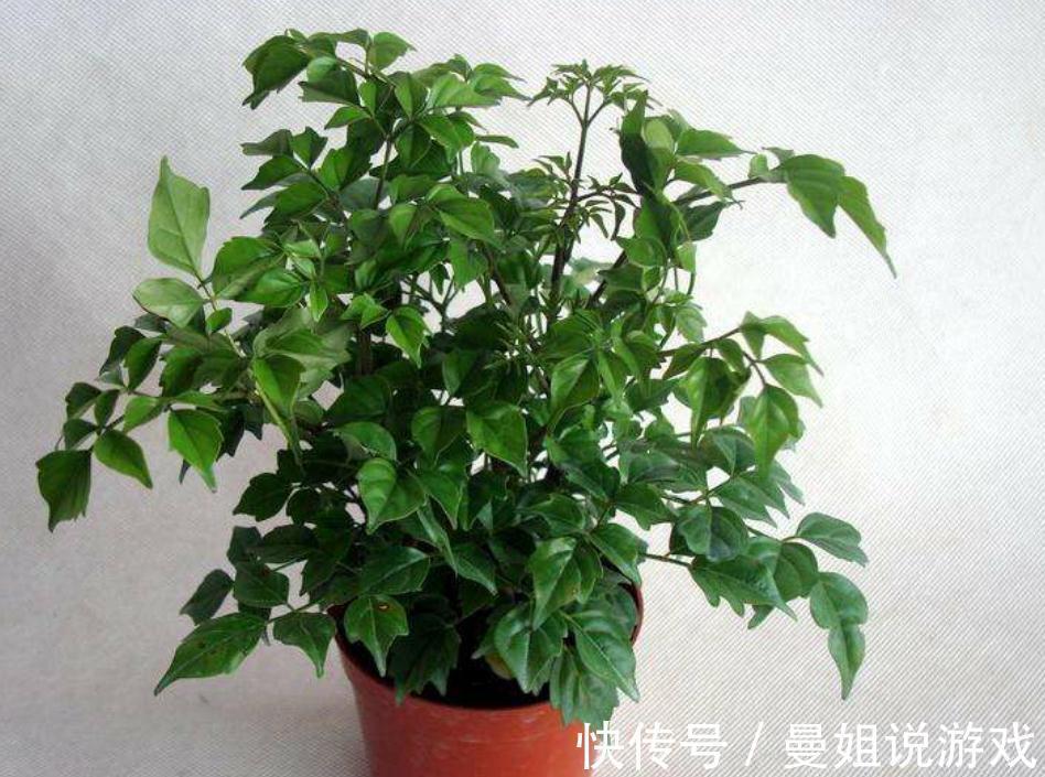 幸福树总是养不长久,焦叶干叶尖,养殖多注意这两点,枝繁叶茂