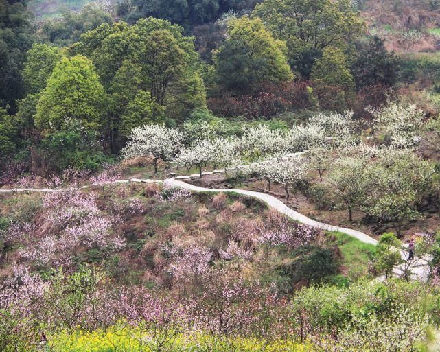 “花动一山春色” ——重庆九龙坡区九凤山赏春花