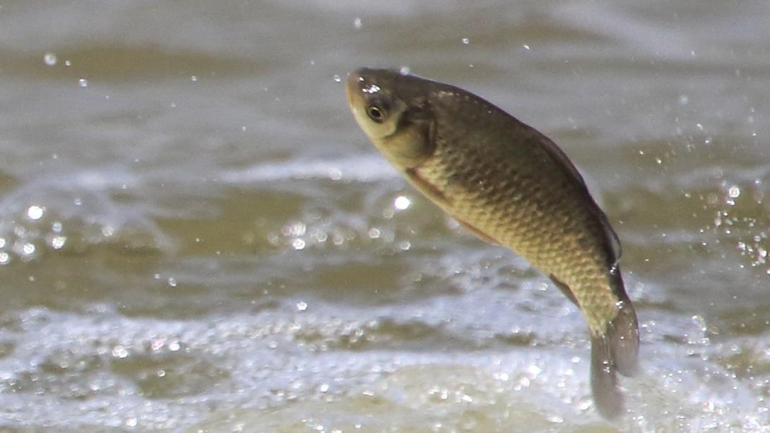 为啥河里全是鱼,就是不上钩可能子线长度有错,照此数据调整吧