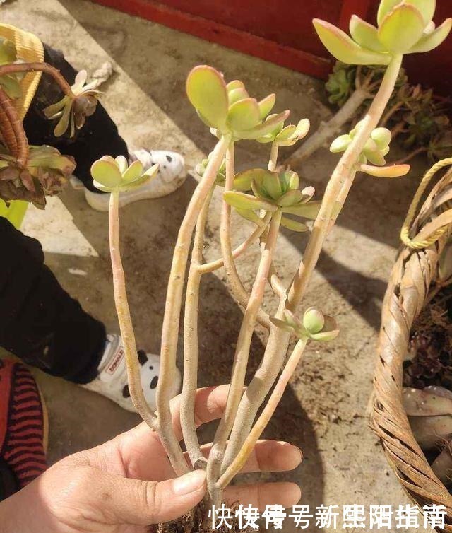 老桩|邻居养了3年多肉,个个长成“悬崖老桩”,到底咋养的!