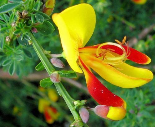 金光|喜欢菊花，不如养盆精品名花金雀花，花开金光闪耀，如金丝雀般