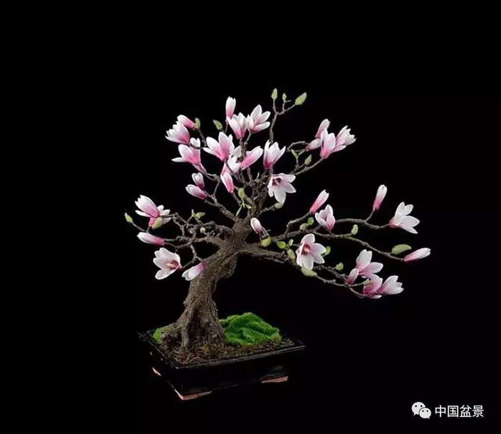 养殖|盆景养殖不在多而贵在精,你能养成这样吗?