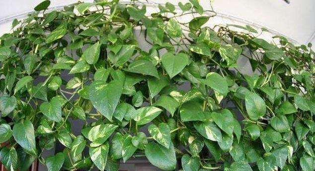 害虫|“大蒜”丢进花盆里,花草像打了激素,叶片油绿光亮,猛窜新芽