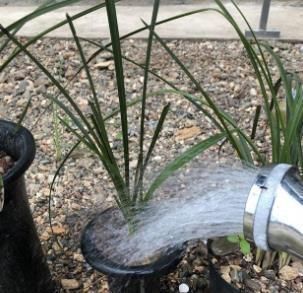 家中养兰花,几天浇一次水最合适?一根手指就知道