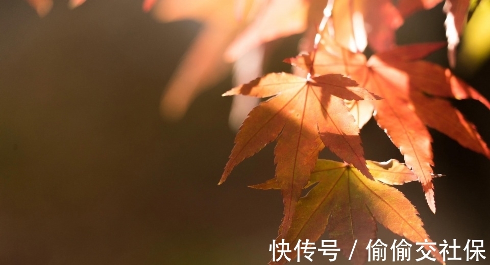 万彩礼|“你跟你岳父母要一套房送你弟弟怎么了”儿子回复,父母后悔莫及