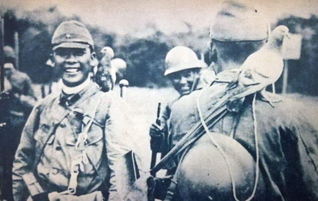 危险|抗战时最危险的动物，哪怕只剩一颗子弹也要把它杀了，不是军犬！