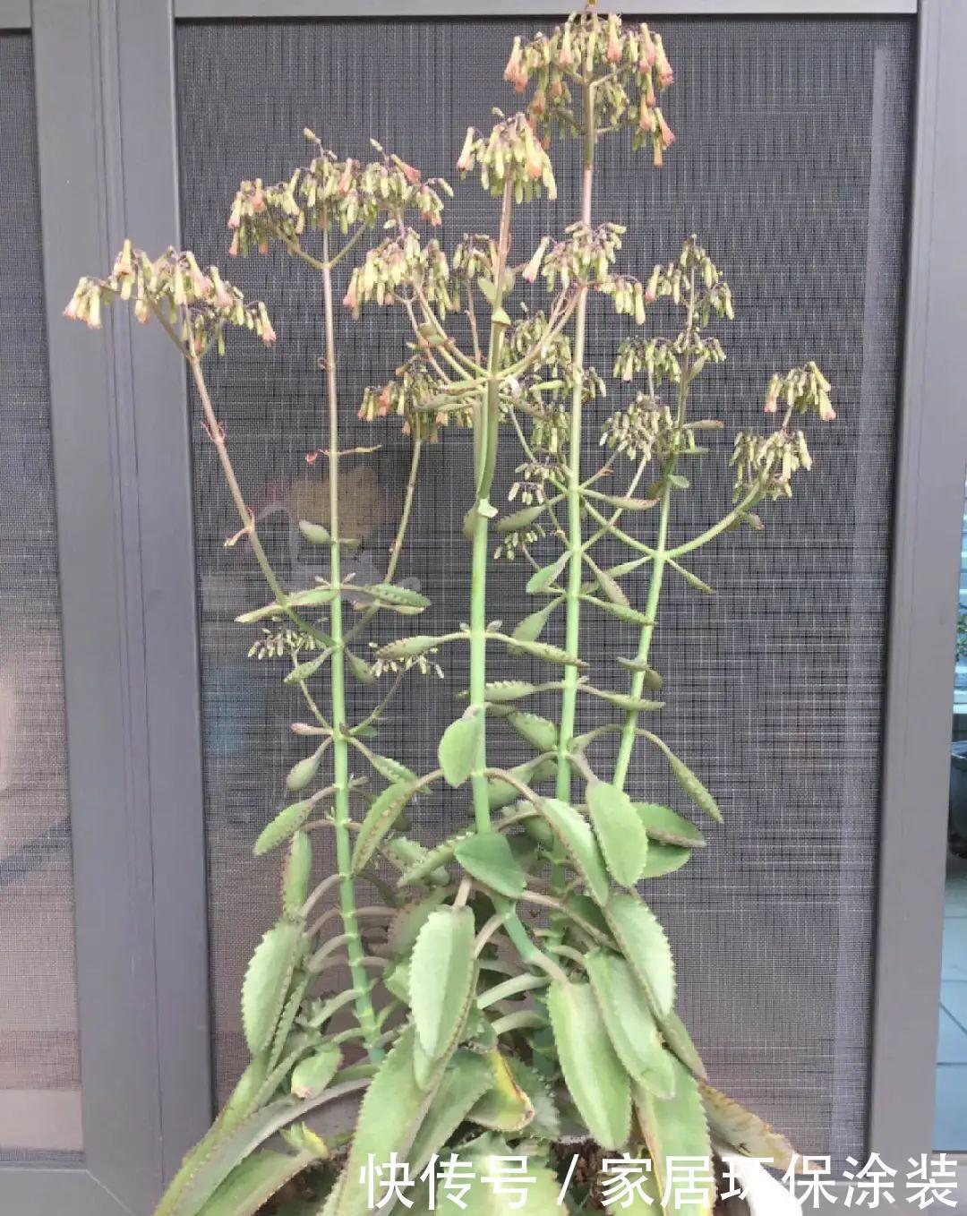 多肉开花会死?别担心,开完砍一刀,活得好好的