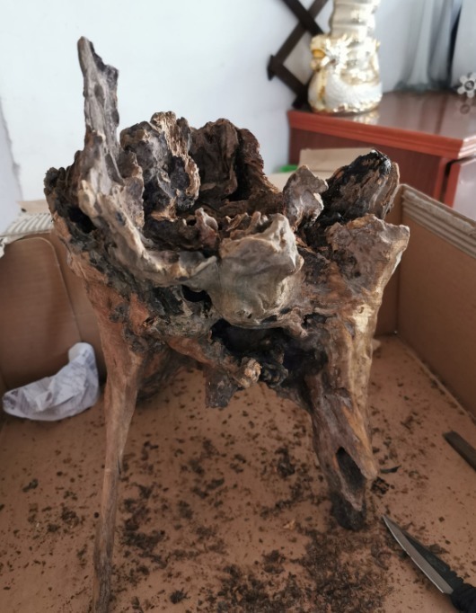 diy|别人不要的烂木桩,我捡回家种多肉,价值翻了20倍!