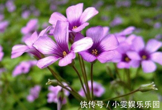 金边瑞香|此款植物适合新手养,花期长达半年,花艳易爆盆,花朵妖绝迷人