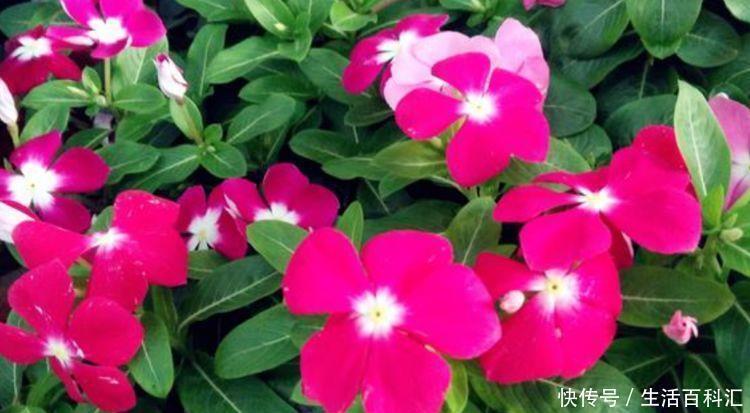 夏天最受欢迎的几种花,开花美寓意好,耐热量大不操心,越养越爱