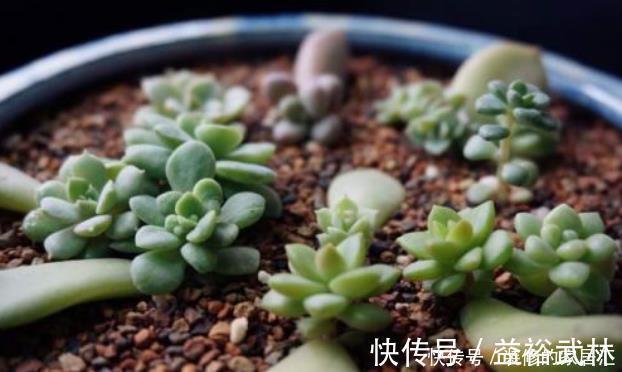多肉叶插不能太随便,掌握好4点,每个叶片都成活,变成多肉大户
