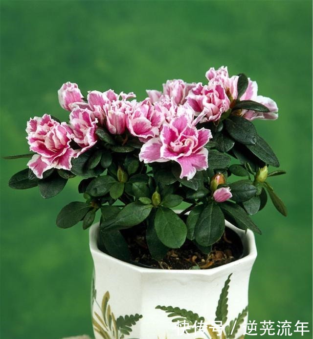 “难养”花草名单已公布，是有些花友的最爱，劝你早放弃！