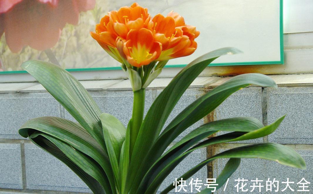 南非|新手不知道君子兰怎么样吗，先注意好几点就能入门了
