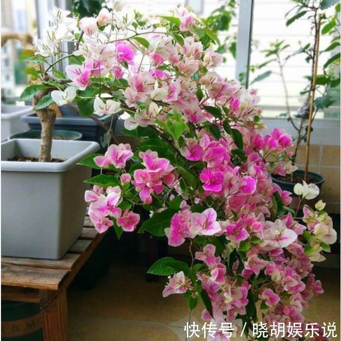 家养此款花卉,开花勤爱爆盆,花开美观又大气,花色艳丽灿烂无双