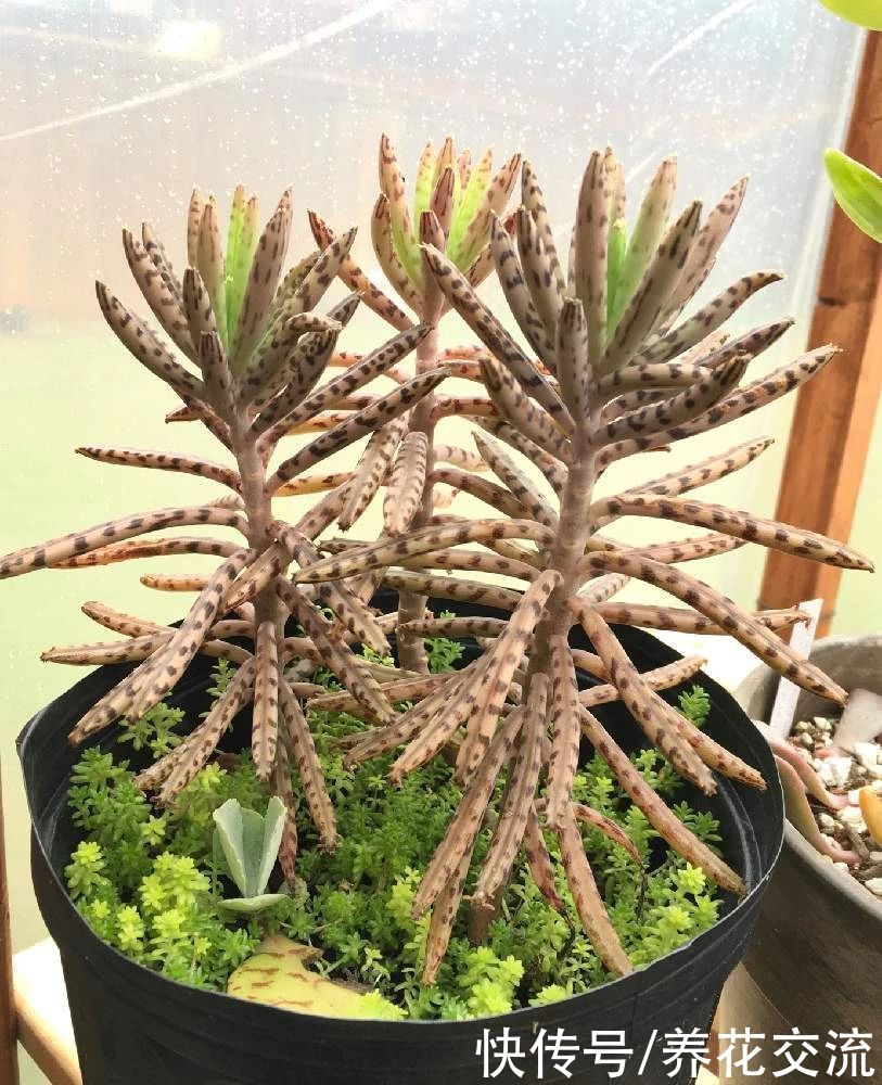 品种|不死鸟多肉夏天随便养不会挂,品种很多,冬春开花就特好看