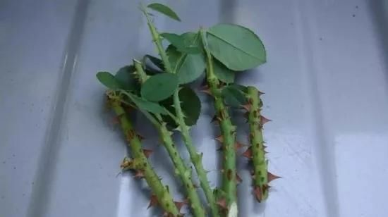  养花爱好者看过来这15种花现在“扦插”，生根快，一个周就长芽