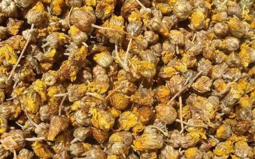 野菊花的4个好处,多种小毛病迎刃而解,连医生都称赞!