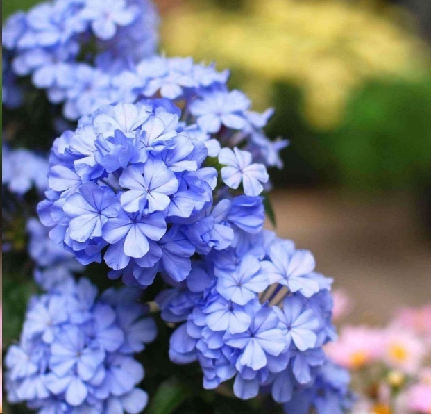 风信子|这18种超级好养的植物,养花新手也能养的很好!